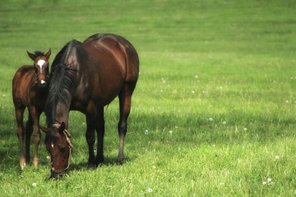 Equine Scanners